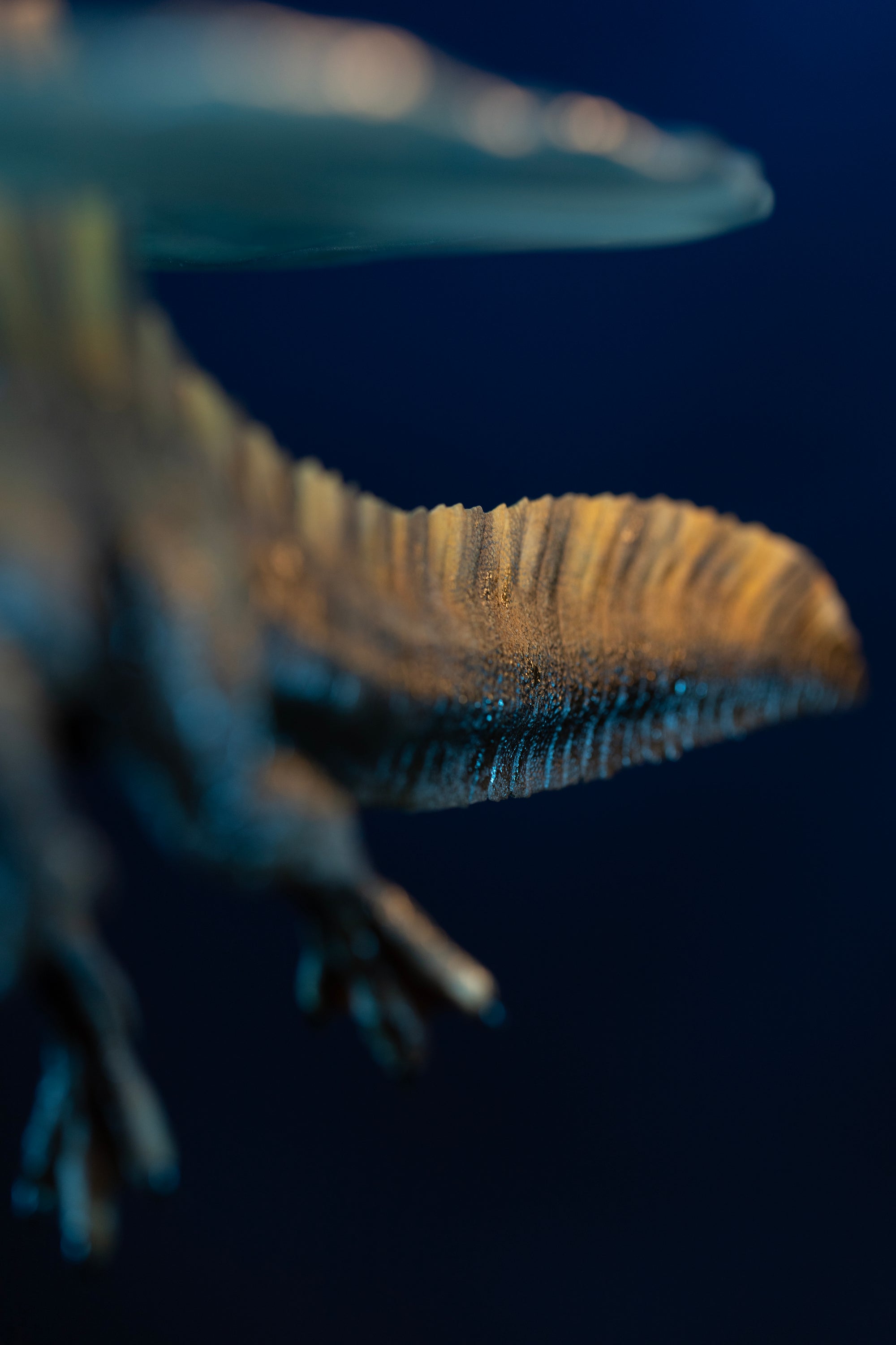 Close-up detail of Spinosaurus flattened paddle-like tail structure designed for swimming