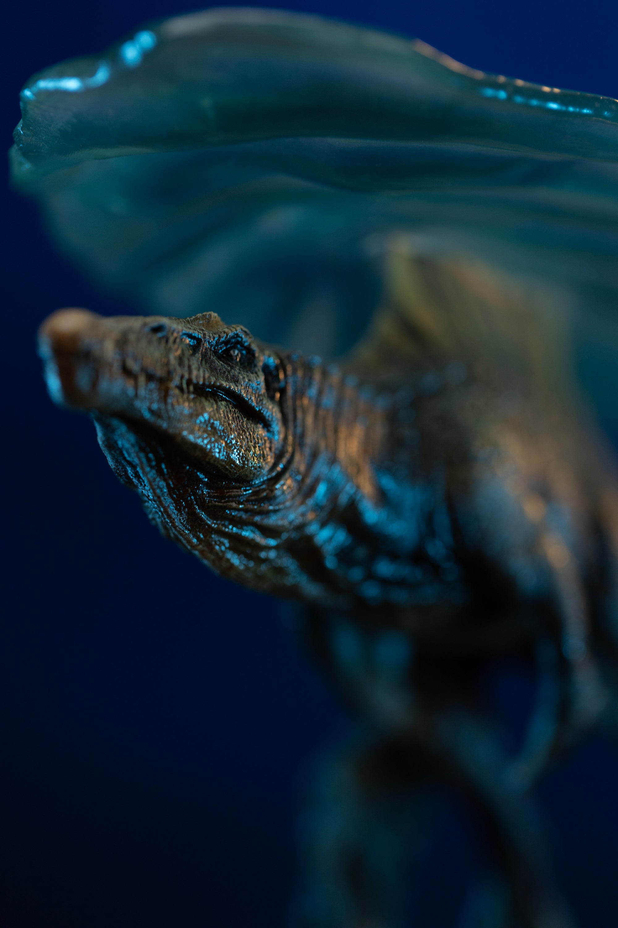 Close-up shot of Spinosaurus aquatic head sculpt swimming beneath translucent water sheet