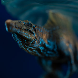 Close-up shot of Spinosaurus aquatic head sculpt swimming beneath translucent water sheet