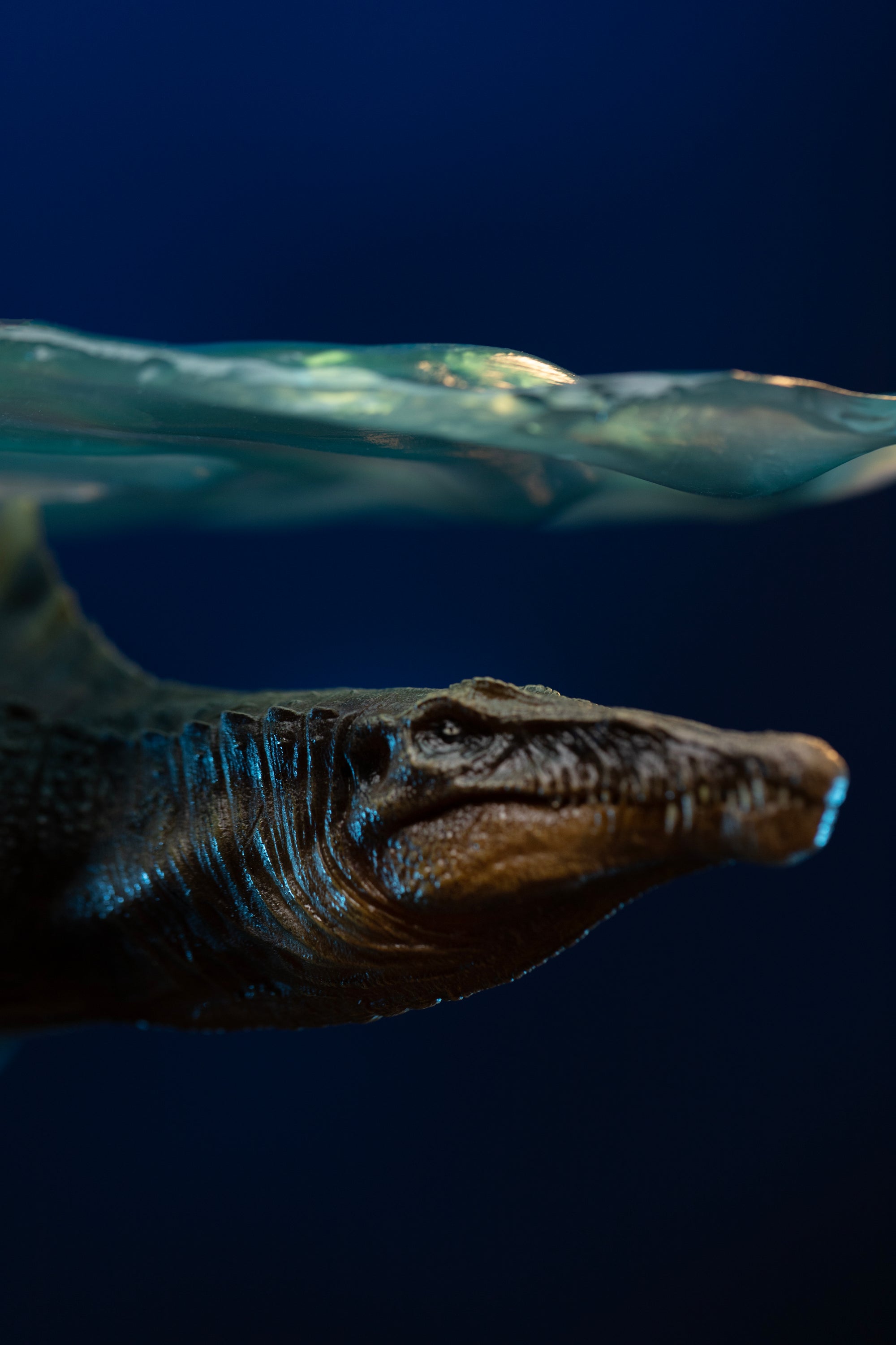 Extreme close-up of Spinosaurus head and snout submerged under translucent water effect layer