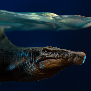 Extreme close-up of Spinosaurus head and snout submerged under translucent water effect layer
